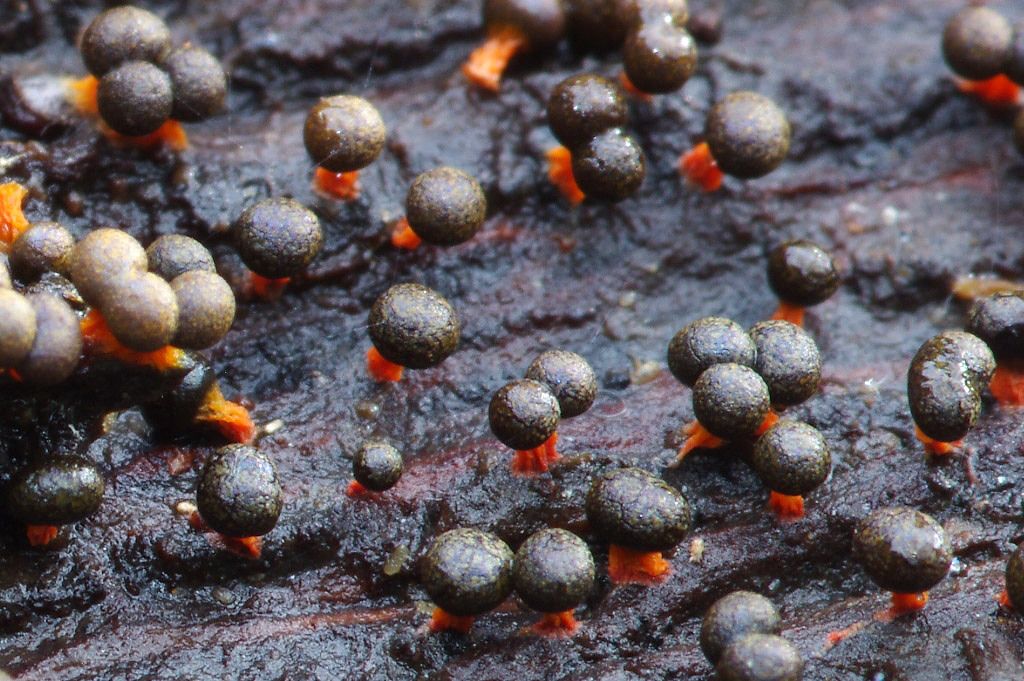 Badhamia or Physarum?